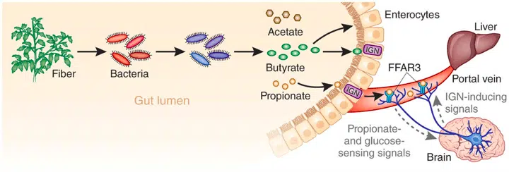 Prebiotic Balanced Fiber