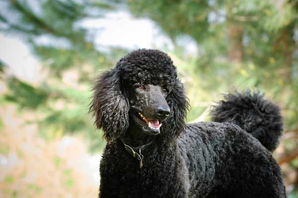 Poodle natural coat best sale