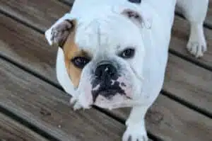 english Bulldogs facts