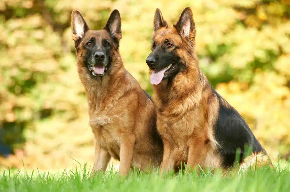 10 Interesting Facts About German Shepherds