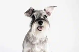 6-Common-Schnauzer-Health-Problems.