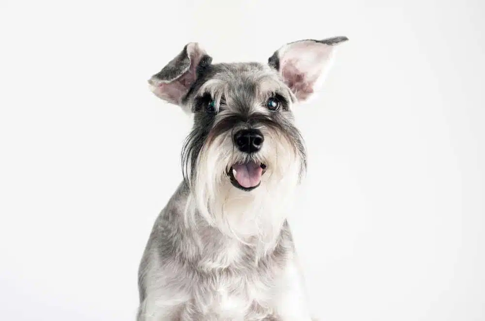 6-Common-Schnauzer-Health-Problems.