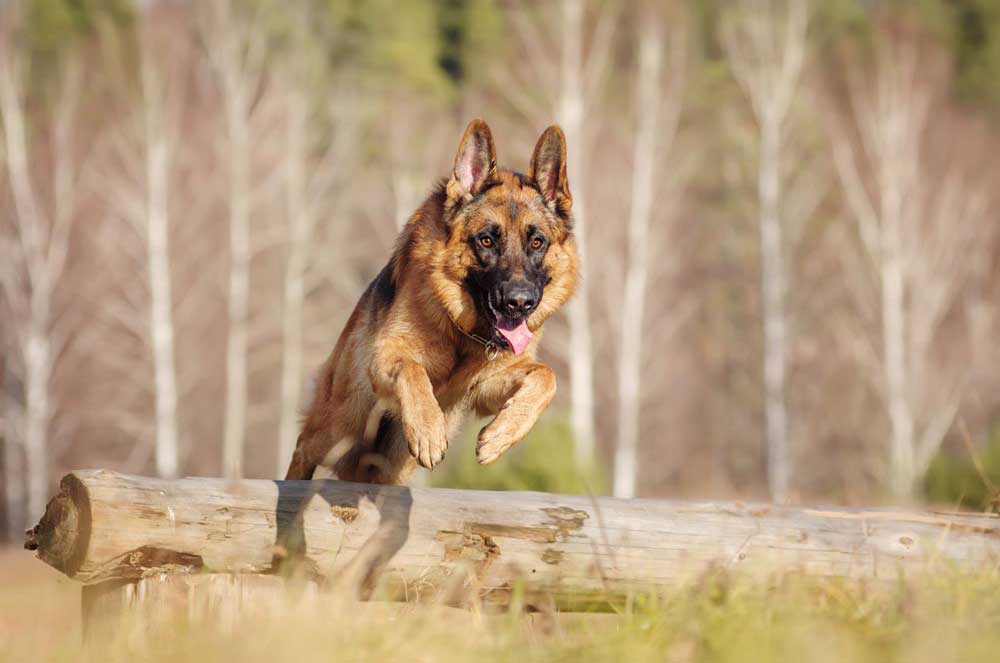 A Helpful Guide to the Best Food for German Shepherd Dogs Lucy Pet