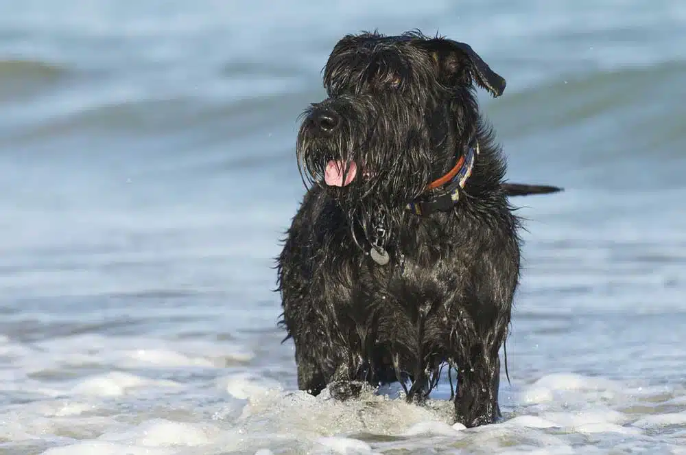 Are Schnauzers Hypoallergenic