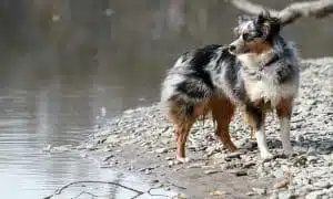 Australian Shepherds