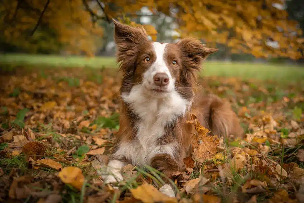 Common Collie Health Problems