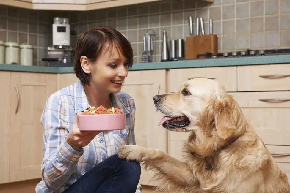 A Helpful Guide Best Food for Golden Retriever Dogs