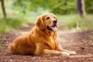 Common Golden Retriever Health Issues