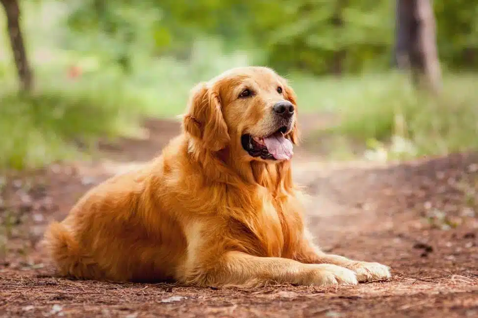 Common Golden Retriever Health Issues