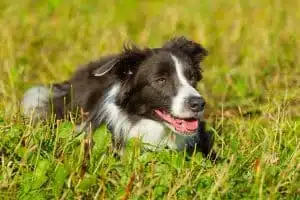 10 Fun Facts About Border Collies