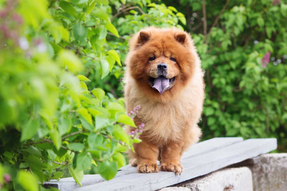 10 Fun Facts About Chow Chows Lucy Pet