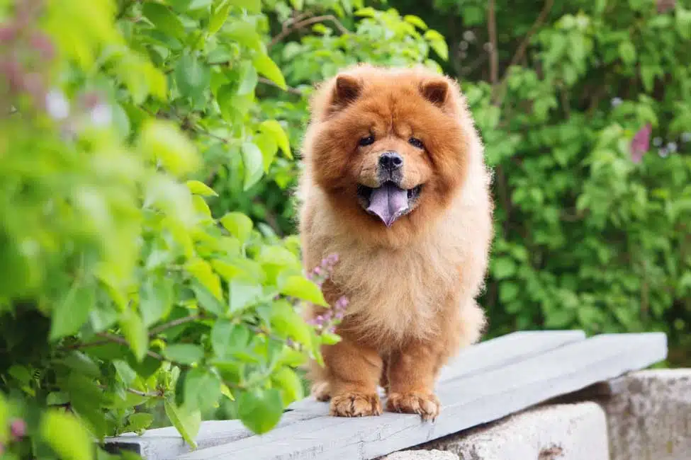 10 Fun Facts About Chow Chows