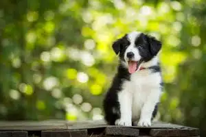 is border collie hypoallergenic