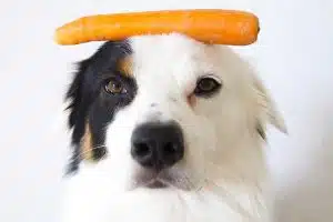 What Vegetables Can Dogs Eat