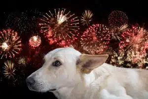 July 4th Pet Tips