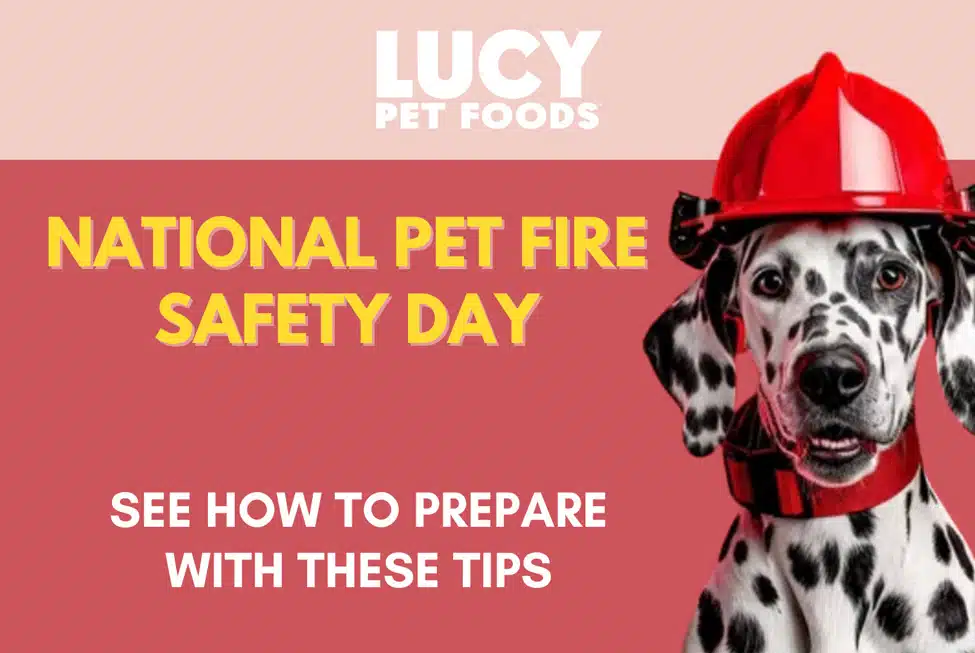 Pet Fire Safety